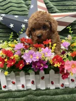 Barney, a male Poodle - Miniature  for sale in Neola, UT – 5 of 10