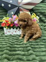 Barney, a male Poodle - Miniature  for sale in Neola, UT – 7 of 10