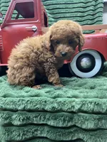 Blake, a male Poodle - Miniature  for sale in Neola, UT – 3 of 7