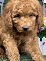 Baxter, a male Poodle - Miniature  for sale in Neola, UT – 4 of 10