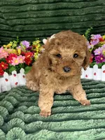 Ryker, a male Poodle - Miniature  for sale in Neola, UT – 4 of 8