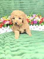 Ryker, a male Poodle - Miniature  for sale in Neola, UT – 5 of 8