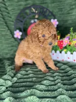 Baxter, a male Poodle - Miniature  for sale in Neola, UT – 5 of 10
