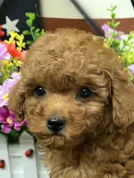 Barney, a male Poodle - Miniature  for sale in Neola, UT – 1 of 10