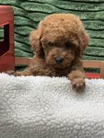 Blake, a male Poodle - Miniature  for sale in Neola, UT – 7 of 7