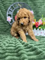 Baxter, a male Poodle - Miniature  for sale in Neola, UT – 3 of 10