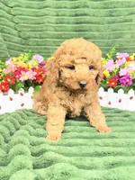 Ryker, a male Poodle - Miniature  for sale in Neola, UT – 8 of 8