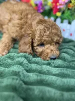 Baxter, a male Poodle - Miniature  for sale in Neola, UT – 6 of 10