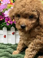 Barney, a male Poodle - Miniature  for sale in Neola, UT – 4 of 10