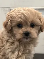 Oliver, a male Peekapoo for sale in Neola, UT – Photo 2 of 8