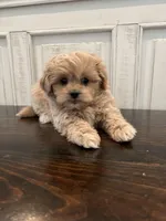 Oliver, a male Peekapoo for sale in Neola, UT – Photo 4 of 8
