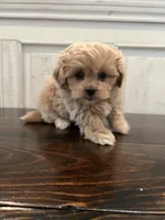 Oliver, a male Peekapoo for sale in Neola, UT – Photo 3 of 8