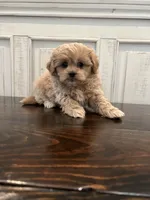 Oliver, a male Peekapoo for sale in Neola, UT – Photo 5 of 8