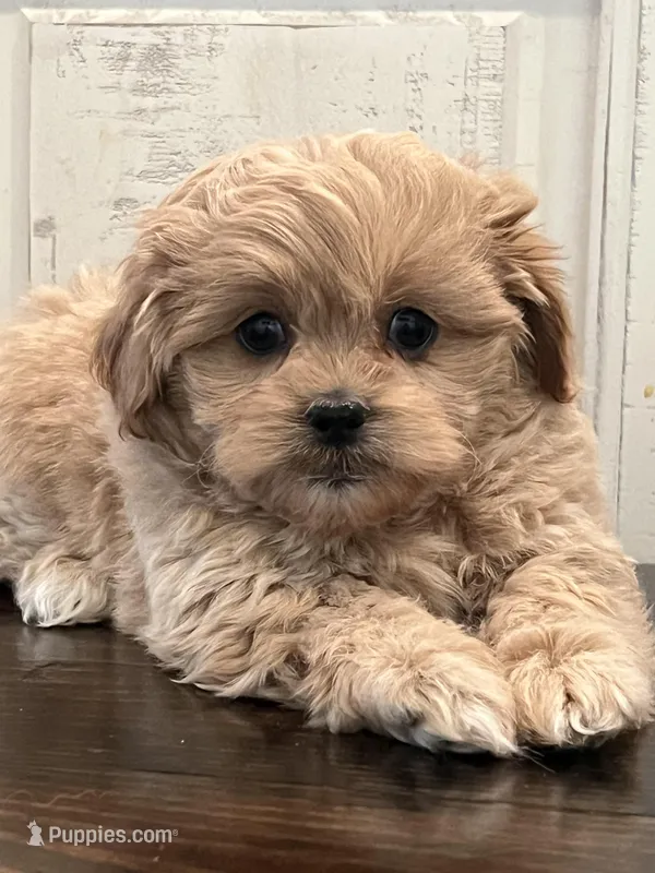 Oliver – Peekapoo puppy for sale in Neola, UT