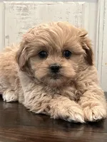Oliver, a male Peekapoo for sale in Neola, UT – Photo 1 of 8