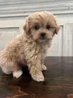 Oliver, a male Peekapoo for sale in Neola, UT – Photo 7 of 8