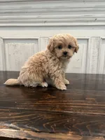 Oliver, a male Peekapoo for sale in Neola, UT – Photo 6 of 8