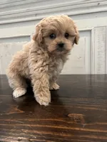 Oliver, a male Peekapoo for sale in Neola, UT – Photo 8 of 8