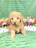 Ryker, a male Poodle - Miniature  for sale in Neola, UT – 6 of 8