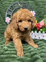 Baxter, a male Poodle - Miniature  for sale in Neola, UT – 8 of 10