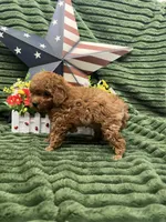 Barney, a male Poodle - Miniature  for sale in Neola, UT – 10 of 10