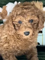 Rover, a male Poodle - Miniature  for sale in Neola, UT – 4 of 8