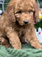 Baxter, a male Poodle - Miniature  for sale in Neola, UT – 7 of 10