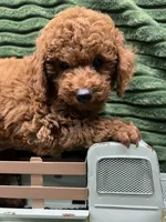 Rover, a male Poodle - Miniature  for sale in Neola, UT – 5 of 8