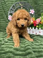 Baxter, a male Poodle - Miniature  for sale in Neola, UT – 9 of 10