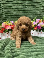 Ryker, a male Poodle - Miniature  for sale in Neola, UT – 7 of 8