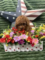 Barney, a male Poodle - Miniature  for sale in Neola, UT – 9 of 10