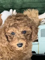 Rover, a male Poodle - Miniature  for sale in Neola, UT – 3 of 8