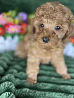Ryker, a male Poodle - Miniature  for sale in Neola, UT – 2 of 8