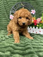 Baxter, a male Poodle - Miniature  for sale in Neola, UT – 10 of 10