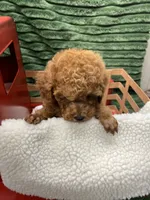 Blake, a male Poodle - Miniature  for sale in Neola, UT – 6 of 7