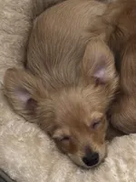 Andre the Giant, a male Chihuahua for sale in Florence, OR – 2 of 4