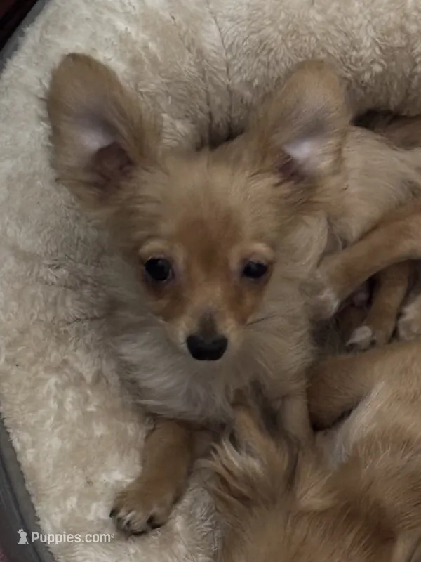 Andre the Giant – Chihuahua puppy for sale in Florence, OR
