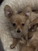 Andre the Giant, a male Chihuahua for sale in Florence, OR – 1 of 4