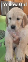 Yellow girl, a female Golden Retriever for sale in Hertford, NC – 1 of 1