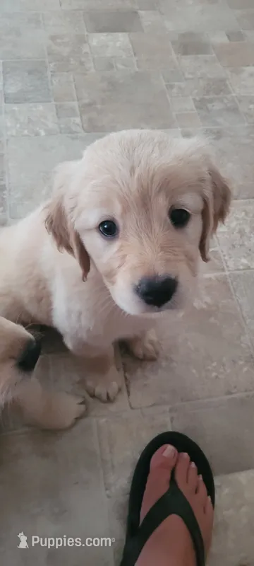 Yellow girl – Golden Retriever puppy for sale in Hertford, NC