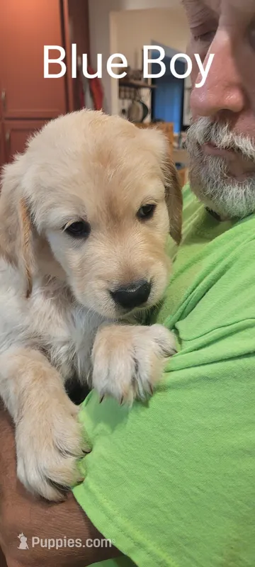BLUE boy – Golden Retriever puppy for sale in Hertford, NC