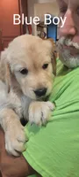 BLUE boy, a male Golden Retriever for sale in Hertford, NC – 1 of 1