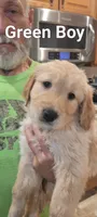 Green boy, a male Golden Retriever for sale in Hertford, NC – 1 of 1