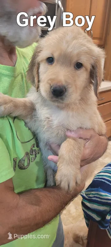 Grey boy – Golden Retriever puppy for sale in Hertford, NC