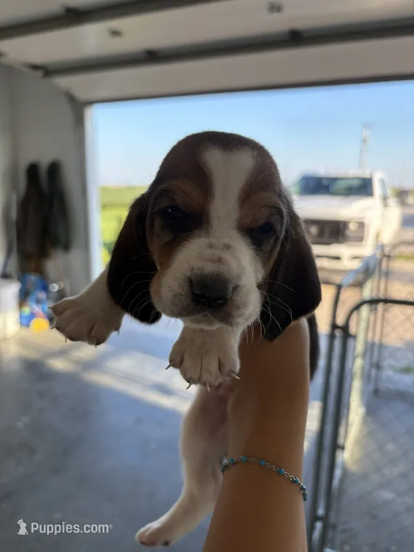 TJ – Basset Hound puppy for sale in Bloomfield, IA