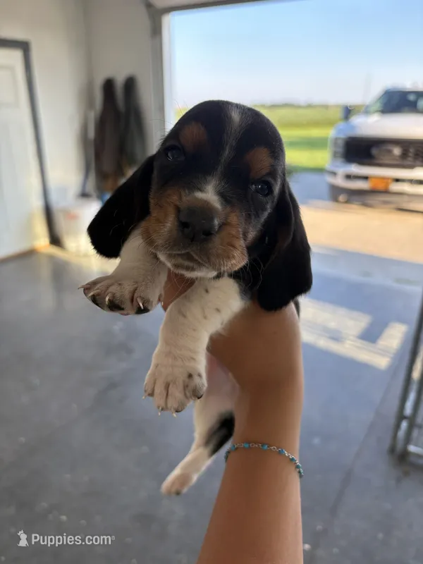 Mr Eyebrows – Basset Hound puppy for sale in Bloomfield, IA