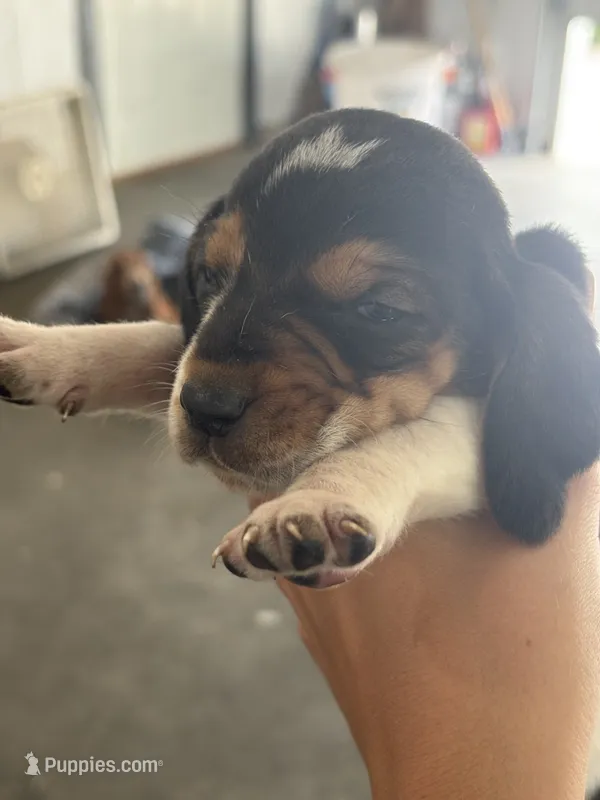 Zola – Basset Hound puppy for sale in Bloomfield, IA