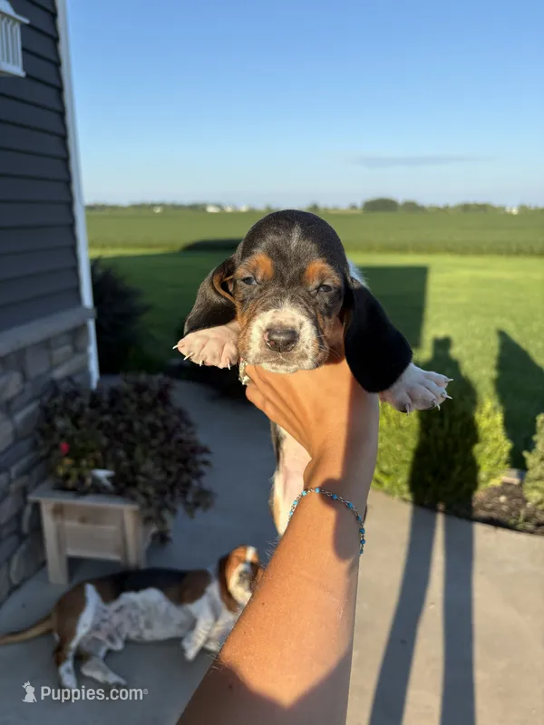 Lightning – Basset Hound puppy for sale in Bloomfield, IA