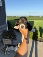 Lightning, a male Basset Hound for sale in Bloomfield, IA – 1 of 1
