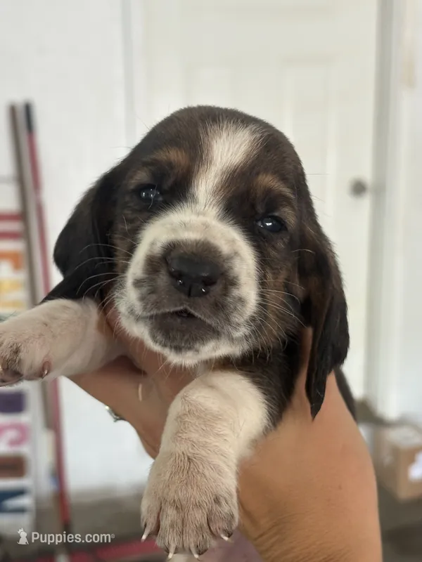 Mia – Basset Hound puppy for sale in Bloomfield, IA